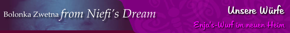 Bolonka Zwetna from Niefi’s Dream Unsere Würfe Enja‘s-Wurf im neuen Heim