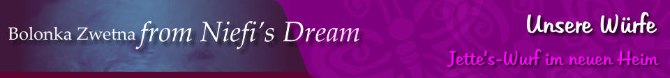 Bolonka Zwetna from Niefi’s Dream Unsere Würfe Jette‘s-Wurf im neuen Heim