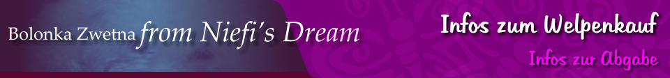 Bolonka Zwetna from Niefi’s Dream Infos zum Welpenkauf Infos zur Abgabe